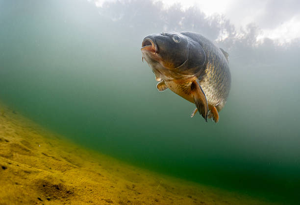 What to Do If Fish Don't Bite. Turning Dead Days Into Fishing Success